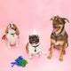 Trois chiens coiffés de chapeaux de fête sur fond rose