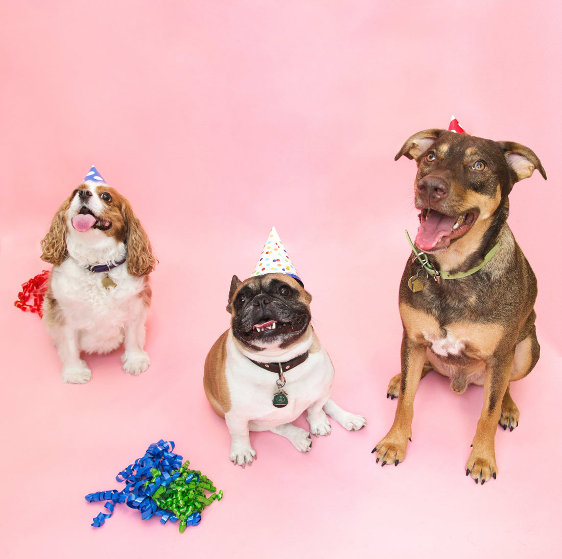 Trois chiens coiffés de chapeaux de fête sur fond rose