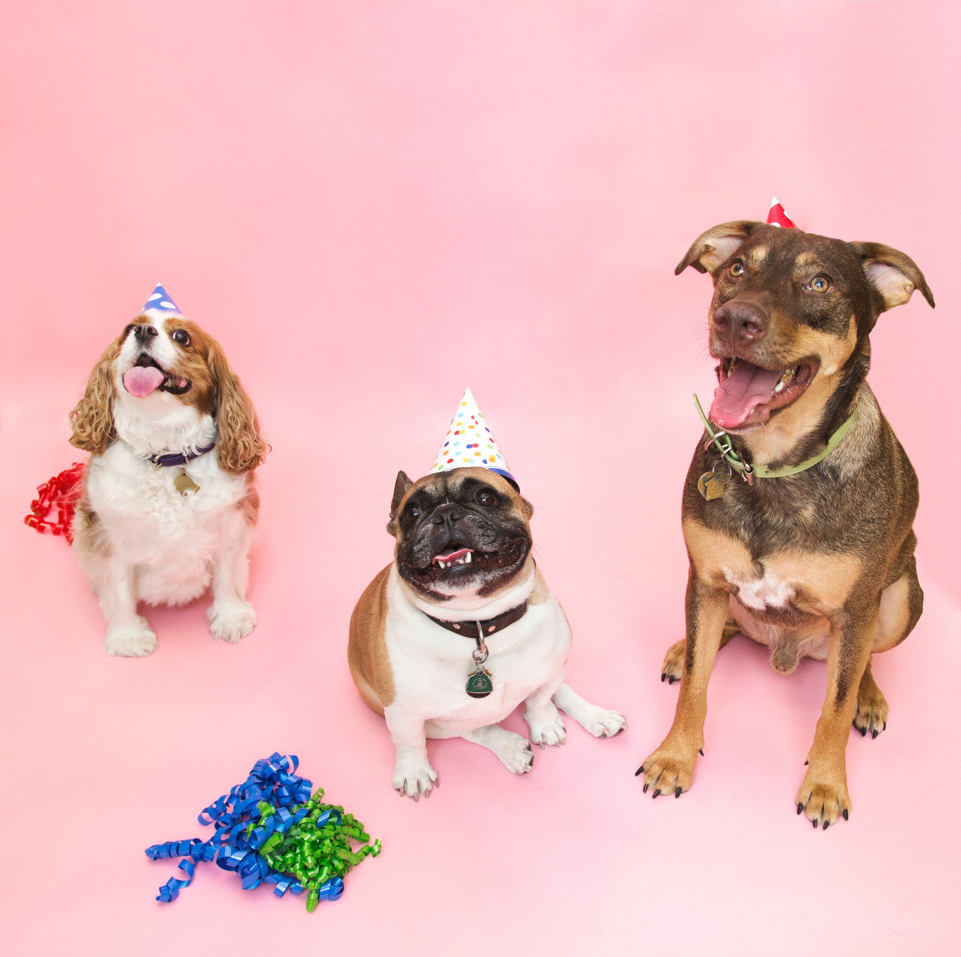 Carte cadeau Maison Scott illustrée par trois chiens coiffés de chapeaux de fête